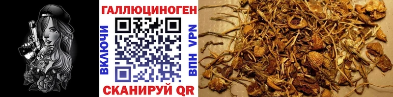 купить наркотики цена Железногорск Псилоцибиновые грибы Cubensis